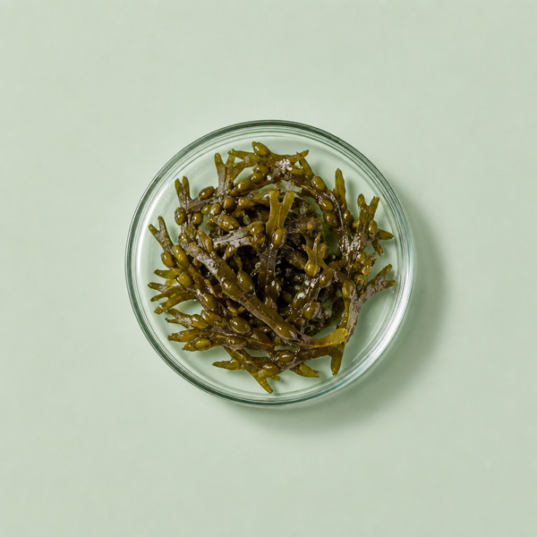 Bruinalgen (Ascophyllum)
