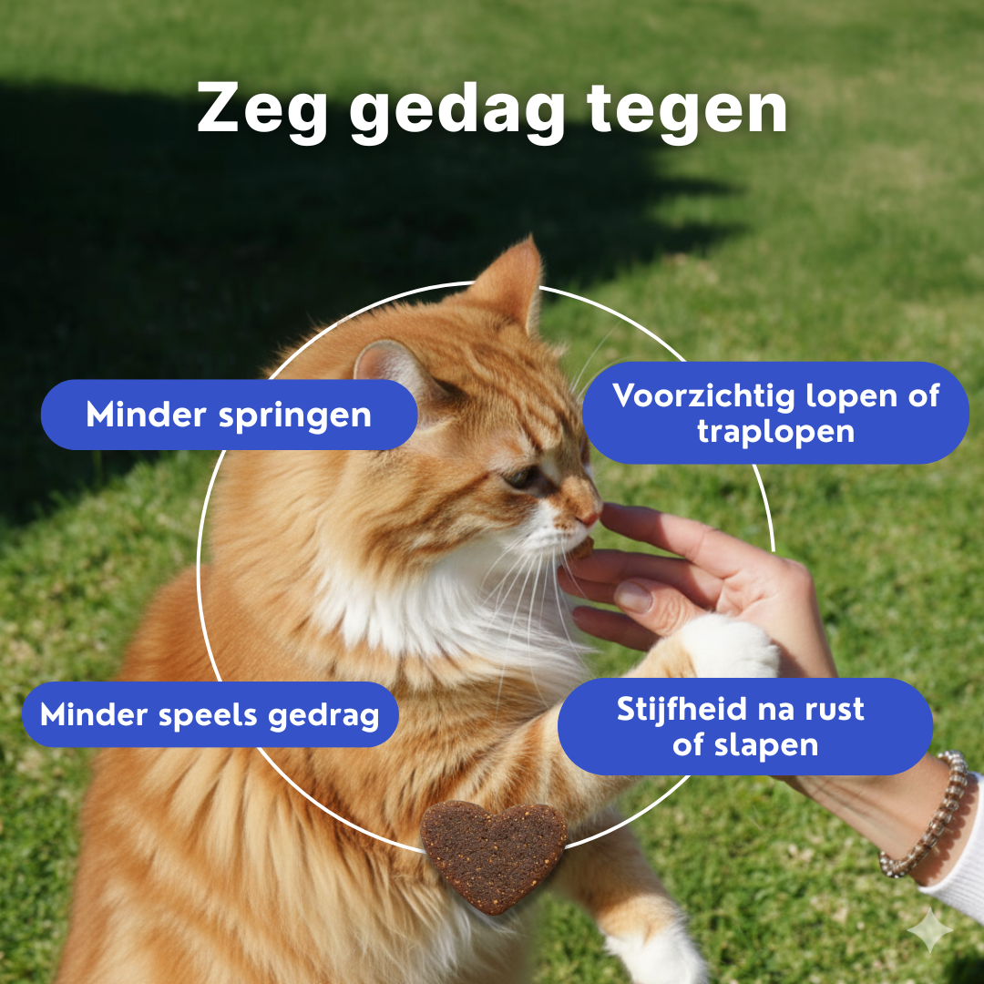 Gewrichtssnacks voor Katten