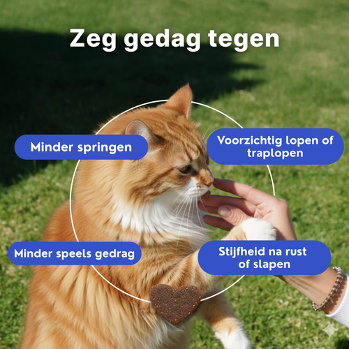 Gewrichtssnacks voor Katten