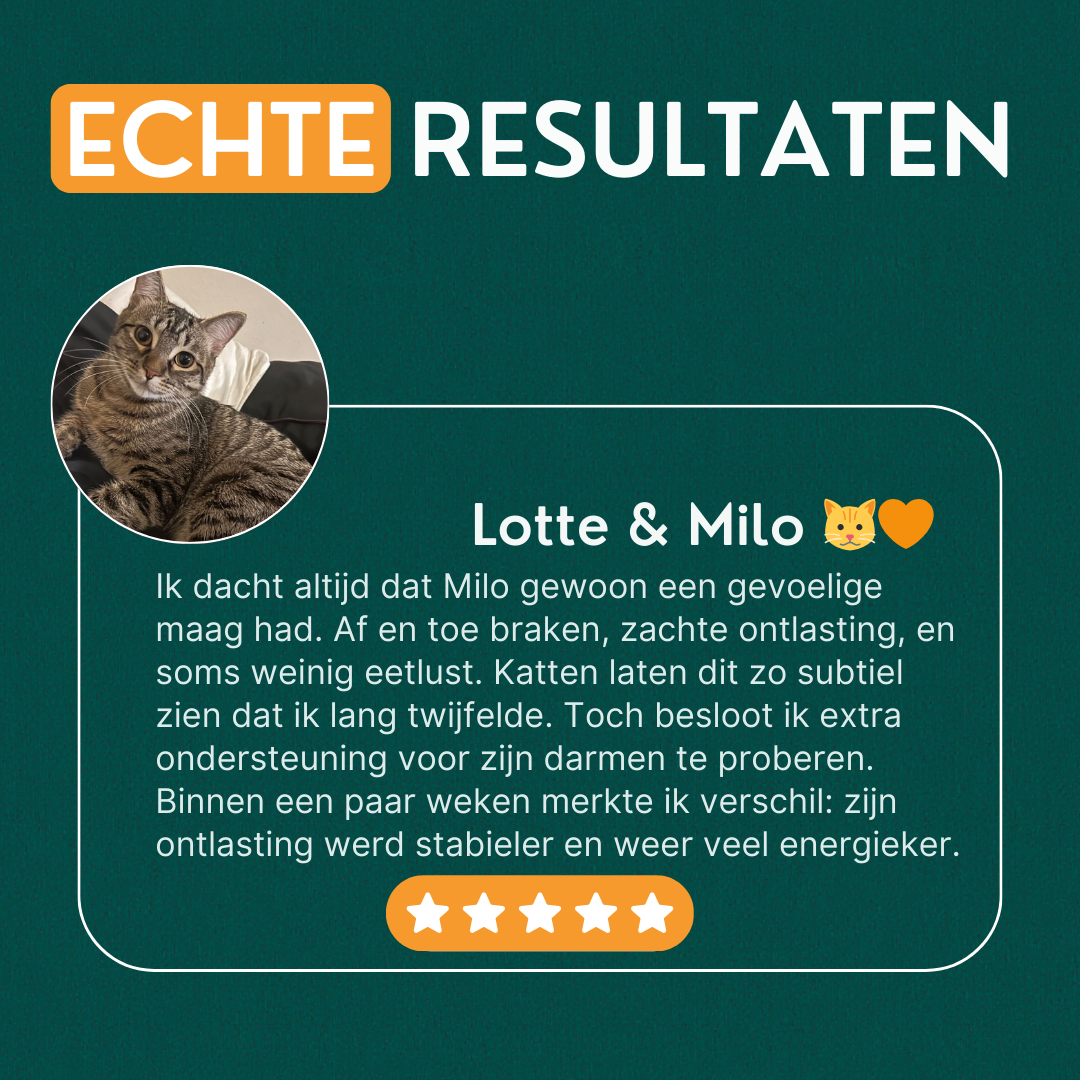 Probiotica voor Katten