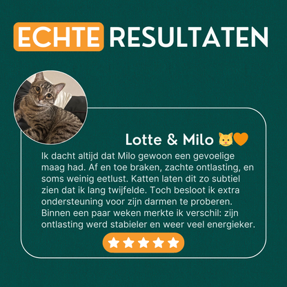 Probiotica voor Katten