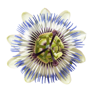 Passiebloem
