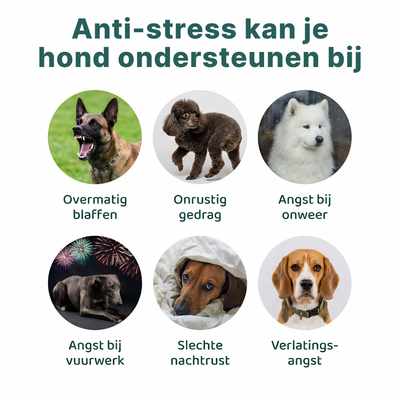 Anti-stress