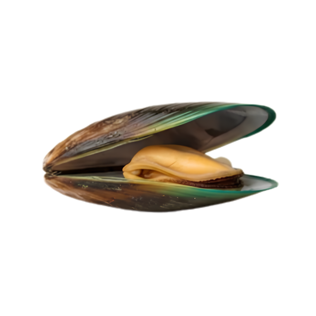 Groenlipmossel