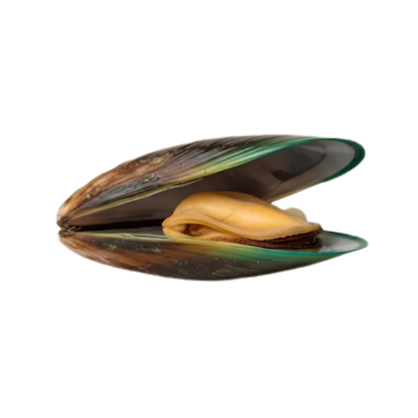 Groenlipmossel