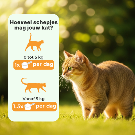 Probiotica voor Katten
