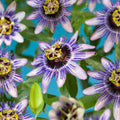 Passiebloem (biologisch)