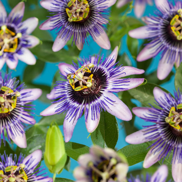 Passiebloem (biologisch)